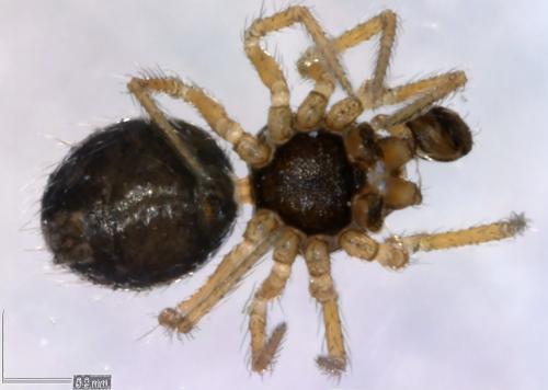 Réf. 101 409 : Synaphris saphrynis