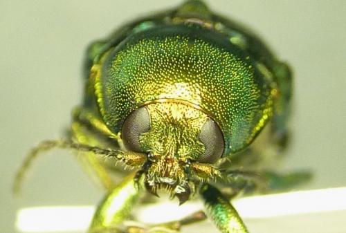 Cryptocephalus aureolus