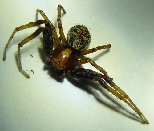 Réf. 101 046 : Xysticus lanio