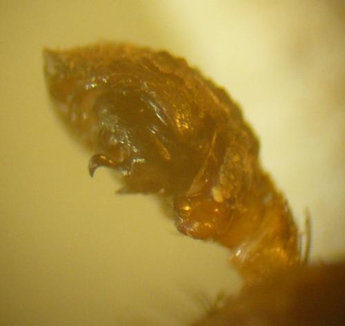 Réf. 101 094 : Xysticus lanio