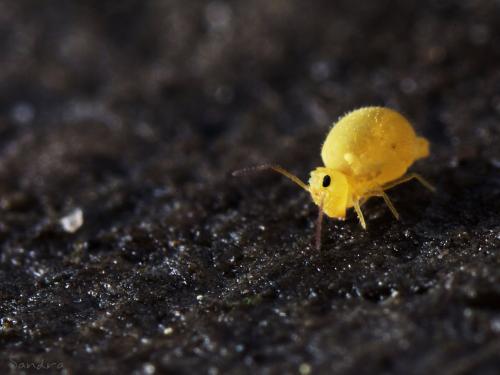 Bourletiella arvalis
