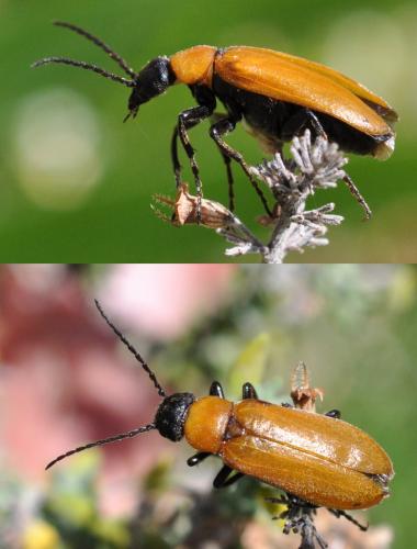 Réf. 101 339 : Zonitis immaculata
