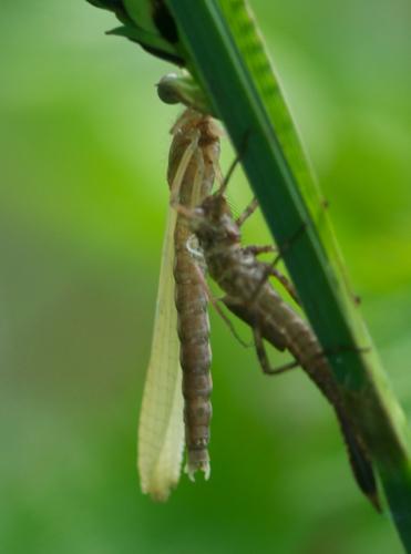 Platycnemis pennipes