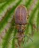 101780 – Photo : Arthropa - Benoit Martha – France (39)