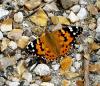101592 – Photo : Patrick Decreus – France (93)