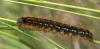 Malacosoma franconica