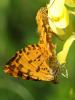 101232 – Photo : Prisca – France (05)