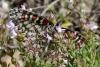 101024 – Photo : Fabricius – France (13)
