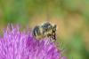 101705 – Photo : Fabricius – France (83)