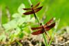 101331 – Photo : Jean-Claude Jamoulle – Malaisie