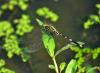101093 – Photo : Jean-Claude Jamoulle – Malaisie