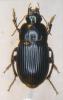 101040 – Photo : Pierre Cabrol – France (66)