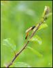 101807 – Photo : Josselyne Bayle – France (33)