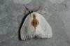 101212 – Photo : Paul Cabrol – France (09)