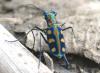 101065 – Photo : Alain BLED – Thaïlande