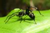 101284 – Photo : Alain BLED – Thaïlande