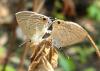 101648 – Photo : Alain BLED – Thaïlande