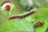 Lasiocampa quercus