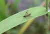 Ptychoptera contaminata