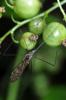 101053 – Photo : Christophe Quintin – France (21)