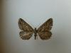 101106 – Photo : David BATOR – France (20)