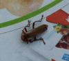 101335 – Photo : Edeline Emmanuelle – France (44)