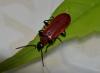 Pyrochroa coccinea