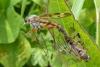 101066 – Photo : Patrick Le Mao – France (22)