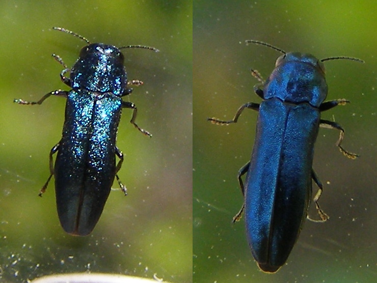 H. Dumas - Agrilus (Dentagrilus) cyanescens - réf. 101676 (740 x 557 pixels, 163 ko)