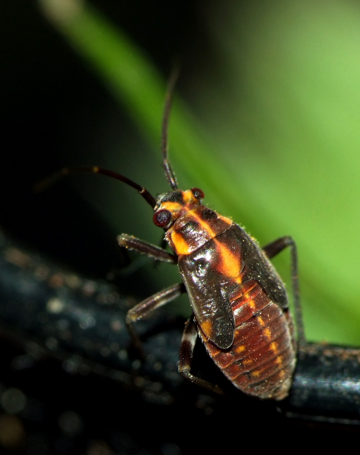 Magalie Mazuy - Capsodes (Capsodes) flavomarginatus - réf. 101803 (1149 x 1452 pixels, 215 ko)