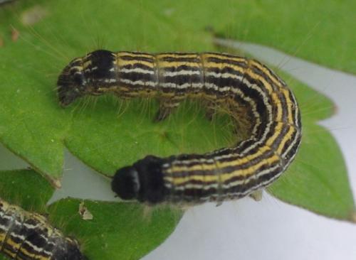 Malacosoma neustria