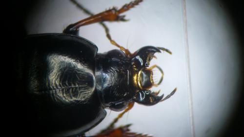 Amara fulvipes