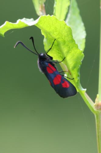 Zygaena trifolii