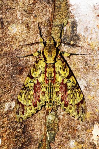 Amphimoea walkeri