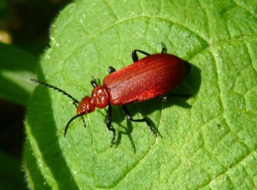 Réf. 102 566 : Pyrochroa serraticornis