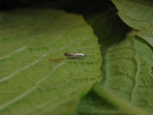 Réf. 102 336 : Lyonetia prunifoliella
