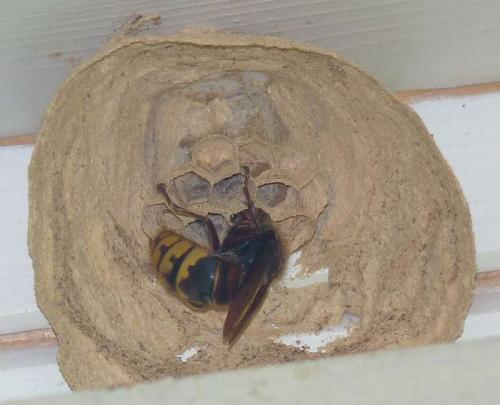 Vespa crabro