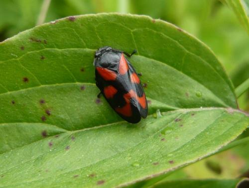 Cercopis vulnerata