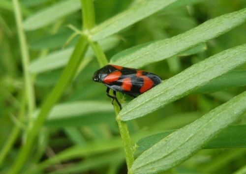 Cercopis vulnerata