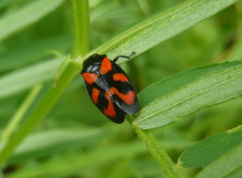 Cercopis vulnerata