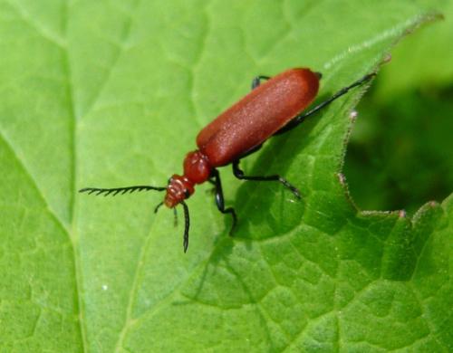 Réf. 102 567 : Pyrochroa serraticornis