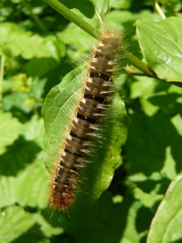 Lasiocampa quercus