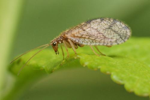 Micromus angulatus