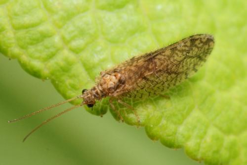 Micromus angulatus