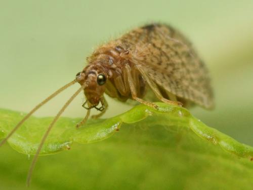 Micromus angulatus
