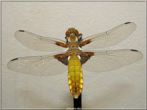 Réf. 102 282 : Libellula depressa