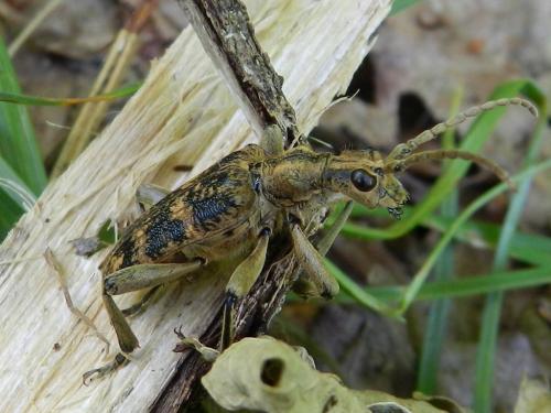 Rhagium sycophanta