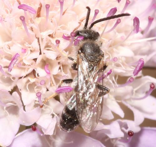 Réf. 102 880 : Lasioglossum sp.