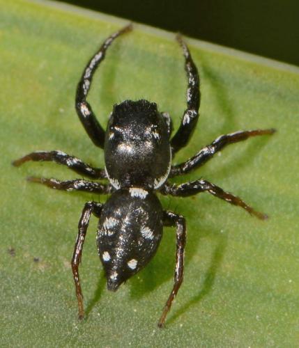 Réf. 102 806 : Heliophanus lineiventris