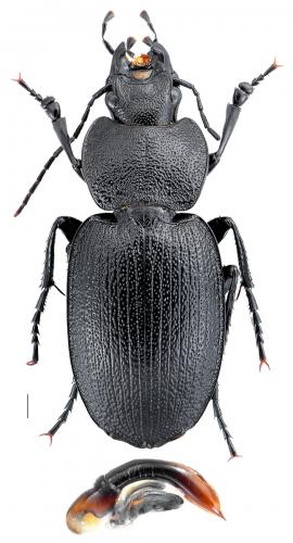 Réf. 102 002 : Licinus planicollis